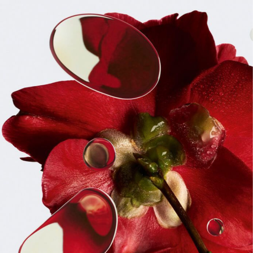 Elixir de Sebo de Res + Vitamina E, Rosa Mosqueta y Escencia de Argan