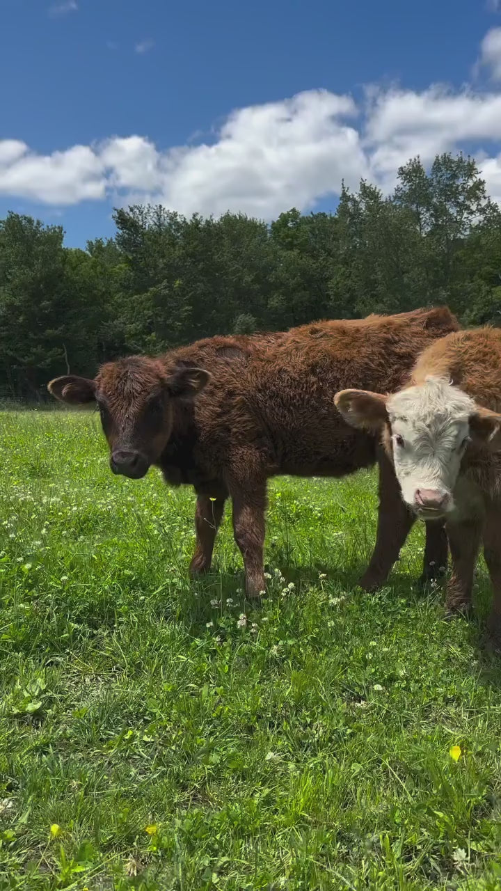 crema de sebo de res para la piel 